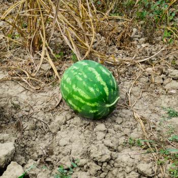 Watermelon, plucked from the garden, lying on the ground. Ripe watermelon the new harvest.