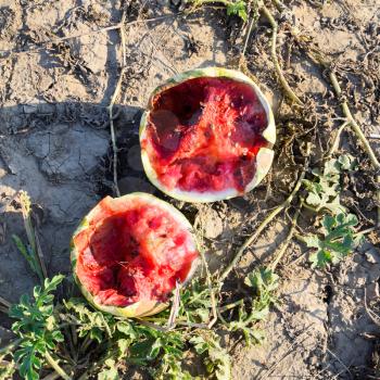 Split in two an old rotten watermelon. Rotten watermelons. Remains of the harvest of melons. Rotting vegetables on the field