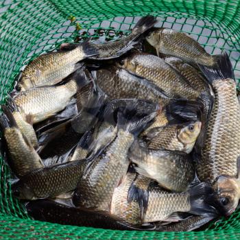 River fish in a green plastic grid in a pond. Fish catch. Carp and carp. Weed fish