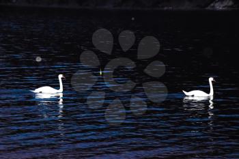 White swans swim in the lake at night. Night swans