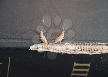 lepisma on the tattered cover of an old book. Insect feeding on paper - silverfish, lepisma. Pest books and newspapers.
