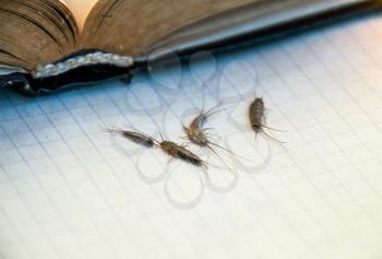Insect feeding on paper - silverfish. Pest books and newspapers. silverfish of several pieces near the open book.