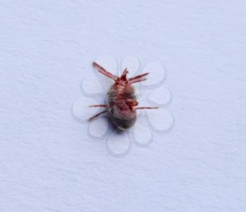 Red velvet mite on white sheet of paper. Macro shooting of velvet plaster mite