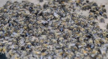 A large congestion of bees on a sheet of cardboard. Swarming of the bees. Honey bee