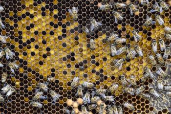 Honey bees on the home apiary. The technology breeding of honey bees.