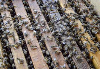 Open bee hive. Plank with honeycomb in the hive. The bees crawl along the hive. Honey bee
