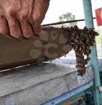 The beginning of the swarming of the bees. A small swarm of mesmerized bees on cardboard paper. Apiary. Honey bees on the home apiary. The technology breeding of honey bees.