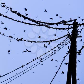 Silhouettes of swallows on wires. at sunset wire and swallows.