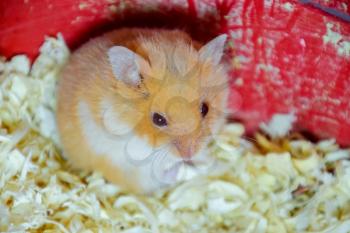 Hamster home in keeping in captivity. Hamster in sawdust. Red hamster.
