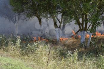 Fire in the forest. Fire and smoke in the forest litter. The grass is burning in the forest. Forest fires.