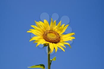 A blossoming sunflower against a blue sky and sun