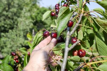 Berries of sweet cherries in a hand. Berries of sweet cherries on the branches of a tree. Ripe sweet cherry