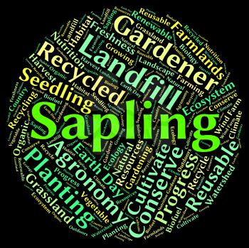 Sapling Word Showing Tree Trunk And Cultivates