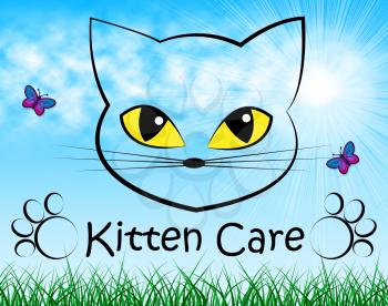 Kitten Care Indicating Look After And Felines