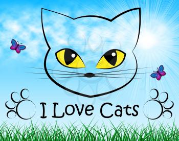 Love Cats Meaning Cute Kitten And Pet