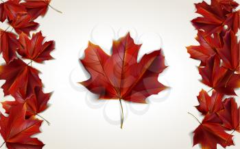 Maple leaves placed in form of Canadian flag, vector illustration