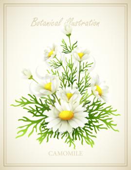 Chamomile Flower vintage vector illustration EPS 10