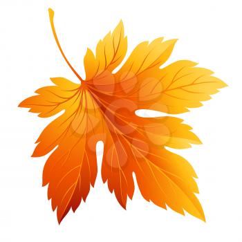 Fall leaf isolated in white. Vector illustration EPS 10