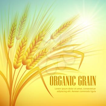 Wheat field  background. Vector illustration EPS 10