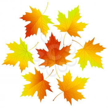 Set fall vector leaves for your design EPS 10