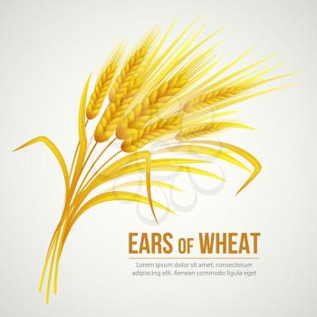 Ears of Wheat. Vector illustration EPS 10