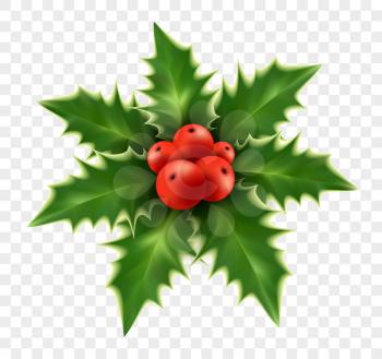 Realistic Christmas holly isolated on background. Vector illustration EPS10