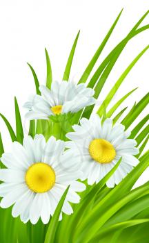 Spring background with daisies and fresh green grass. Vector illustration EPS10