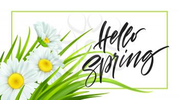 Spring background with daisies and fresh green grass. Hello Spring handwriting Lettering. Vector illustration EPS10