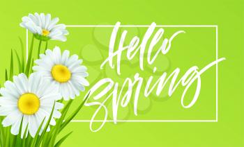 Spring background with daisies and fresh green grass. Hello Spring handwriting Lettering. Vector illustration EPS10