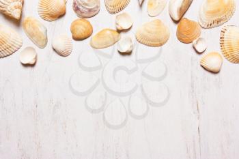 pattern of shells on a white background, top view.
 Overhead view