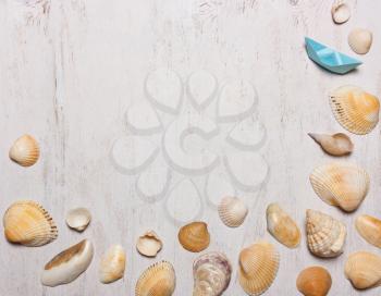 pattern of shells on a white background, top view,
  Overhead view