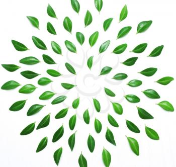 The composition, pattern of green leaves on a white background, top view, flat