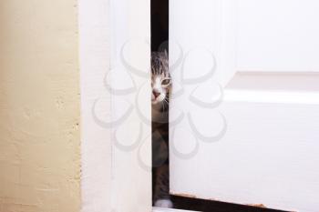 The kitten looks in the half-open door, he wants to enter