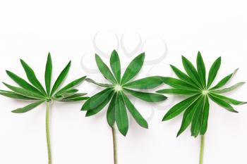 Three sprigs, leaves on a white background. Minimalistic natural concept. View from above, flat