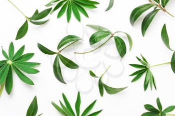 Abstract pattern of green leaves, plants on a white background. Minimalistic natural concept. View from above, flat