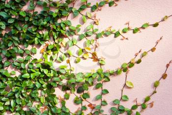 Green leaves are weaving on the wall, background of plants