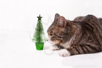 The cat looks at the toy, Christmas tree. The concept of the holiday, the new year