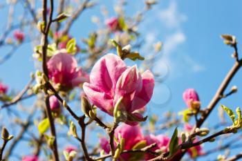 Beautiful magnolia flower against the blue sky background