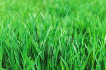 Green grass. Background fresh, spring, summer natural. Soft focus.Environment concept