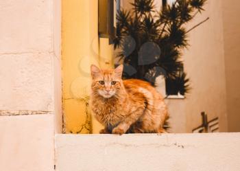 Red serious street cat sits on the background of a yellow orange wall