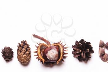 Chestnut, pine cones, acorns on a white background in a row. Creative autumn concept. Pastel colors. Top view, flat.copy space.