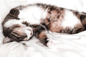 The cat sleeps sweetly and happily, rests, relaxes on a white bed sheet.