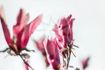 Pastel pink magnolia, soft focus. Minimalistic background.