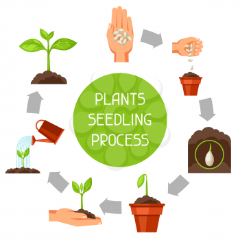 Seedling infographics with phases of plant growth. Image for advertising booklets, banners, flayers and articles.