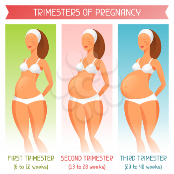 Trimesters of pregnancy. Illustration for websites, magazines and brochures.
