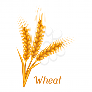 Bunch of wheat, barley or rye ears. Agricultural image for decoration bread packaging, beer labels, brochures and advertising booklets.