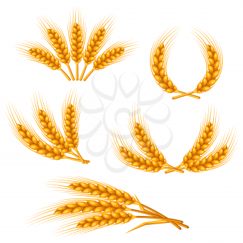 Design elements with wheat. Agricultural image natural golden ears of barley or rye. Objects for decoration bread packaging, beer labels.