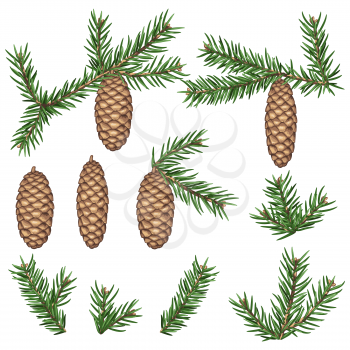 Set of fir branches and cones. Detailed vintage illustration.