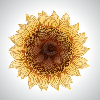 Vector illustration of sunflower. Flower element for design.
