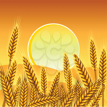 Background with ripe yellow wheat ears.